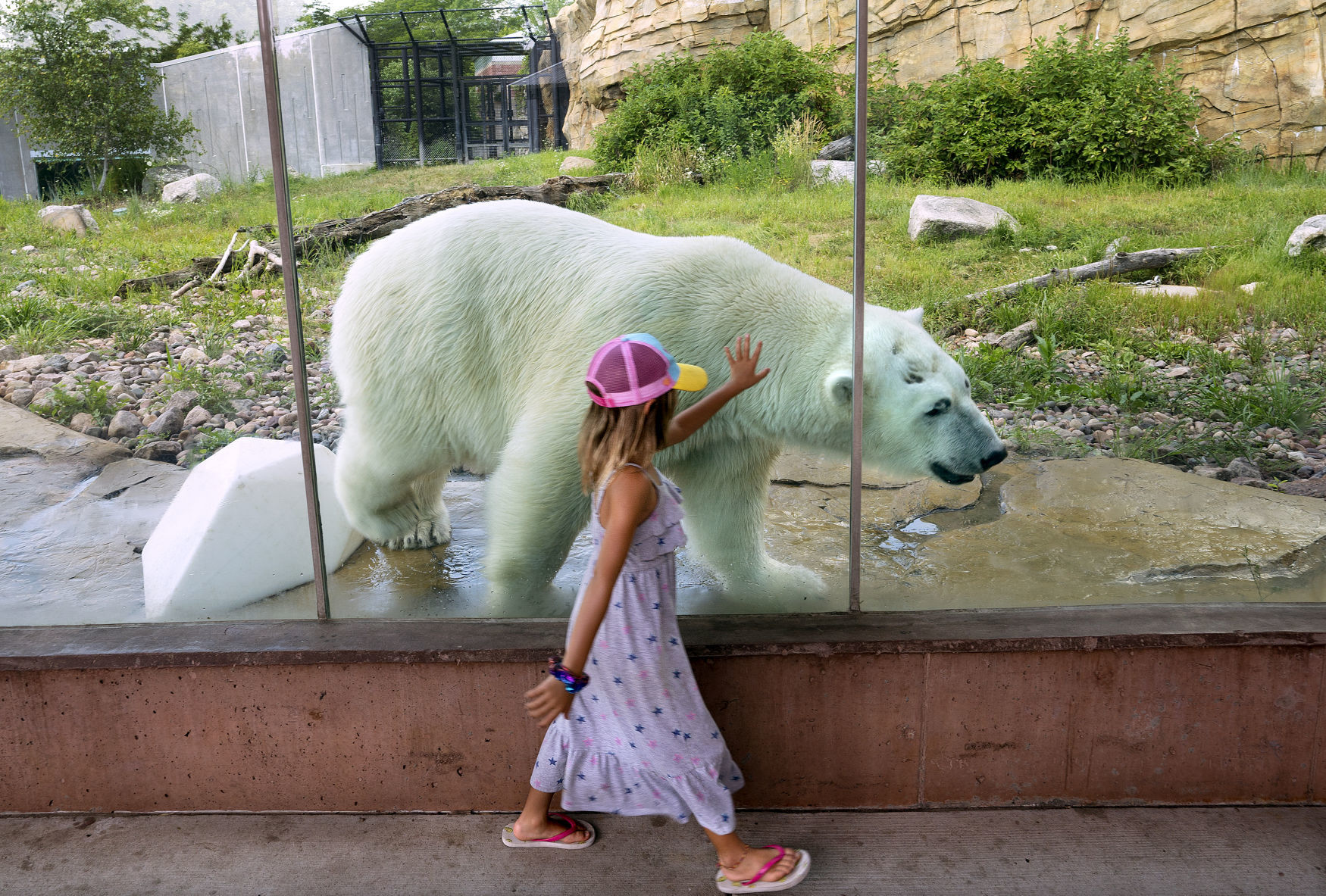 Polar Bear Zoo